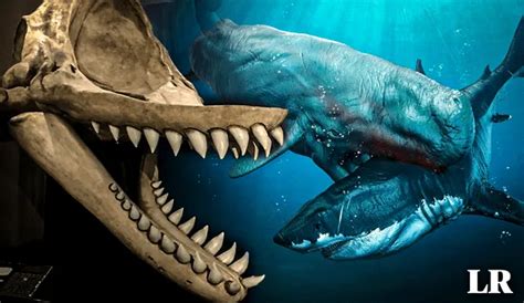 megalodon y leviatan|El megalodón tuvo un rival en el mar peruano: así era Levyatan, .